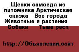 Щенки самоеда из питомника Арктическая сказка - Все города Животные и растения » Собаки   . Тыва респ.